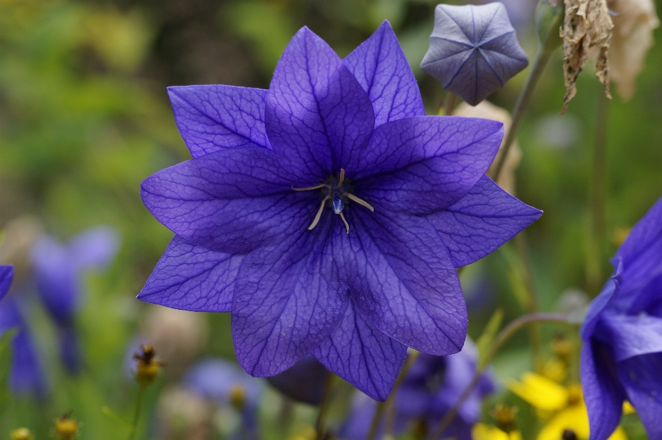 花 植物 花弁 咲く