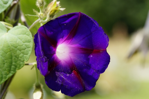 Nature blossom plant photography Photo