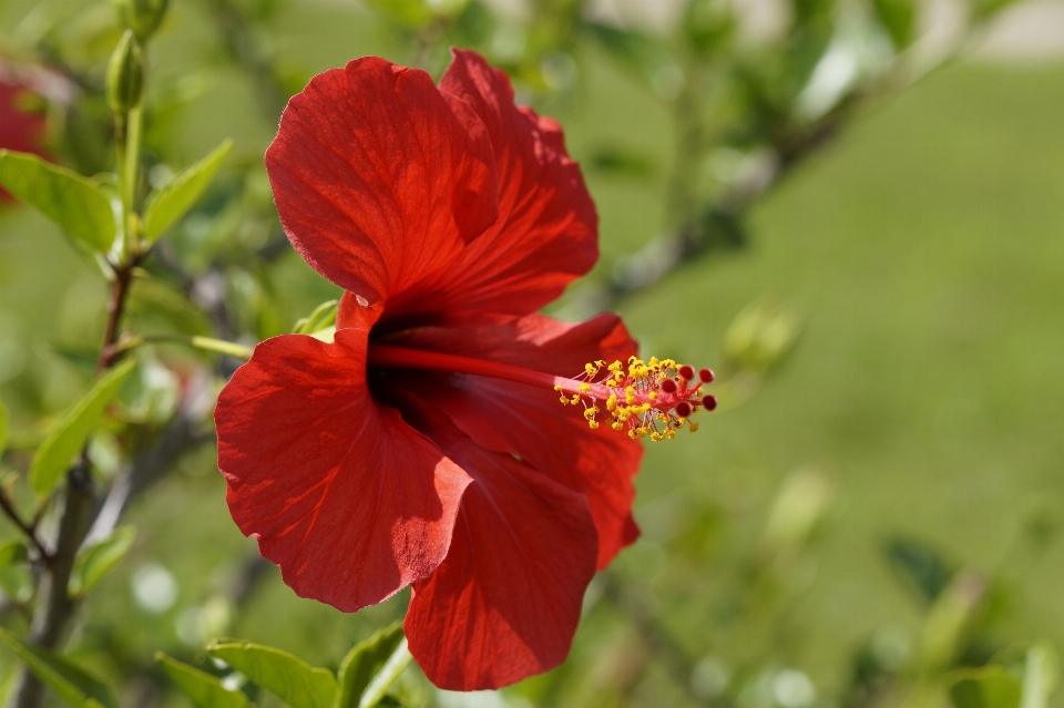 Blossom plant flower petal