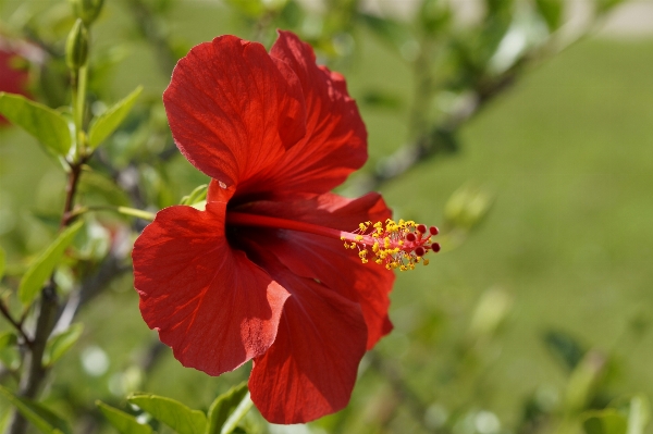 Blossom plant flower petal Photo