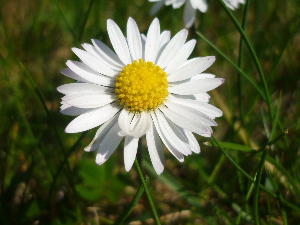 Naturaleza planta blanco campo