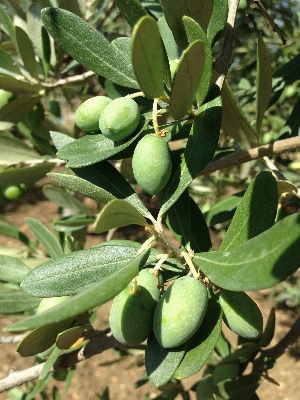 Foto Pohon alam tanaman buah