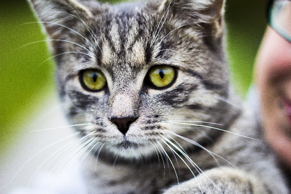 Voir animal de compagnie chaton