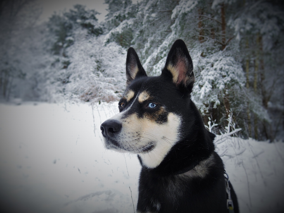 Neige hiver blanc chiot