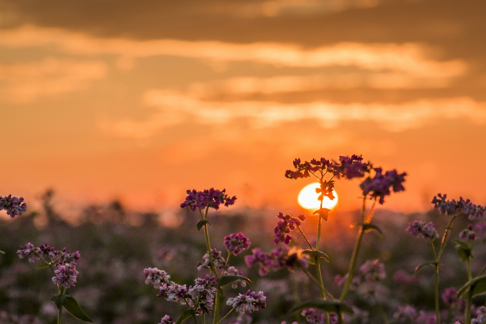 Landscape nature blossom cloud