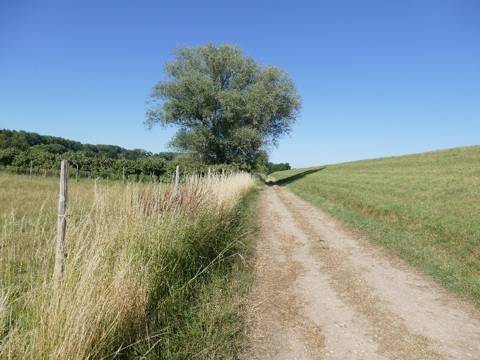 Paisaje árbol naturaleza césped