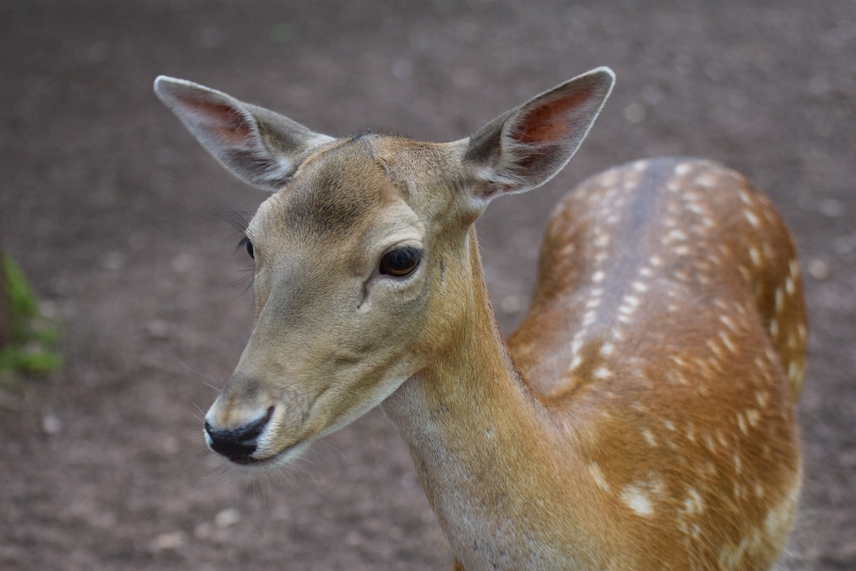 Natur wald wildnis
 tierwelt