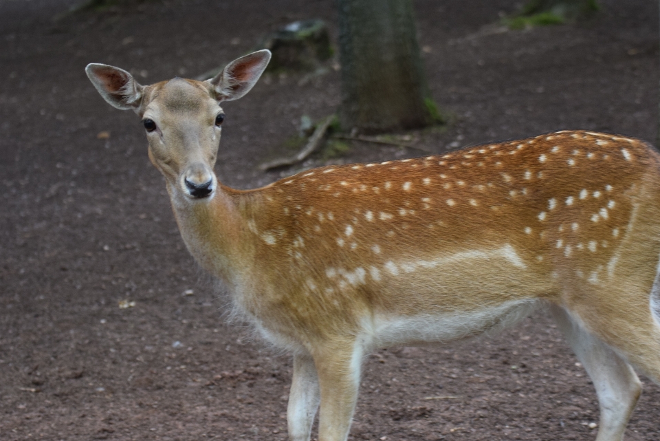 Wald tierwelt wild reh