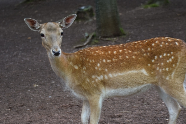 Forest wildlife wild deer Photo