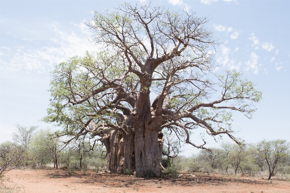 Landschaft baum natur zweig Foto