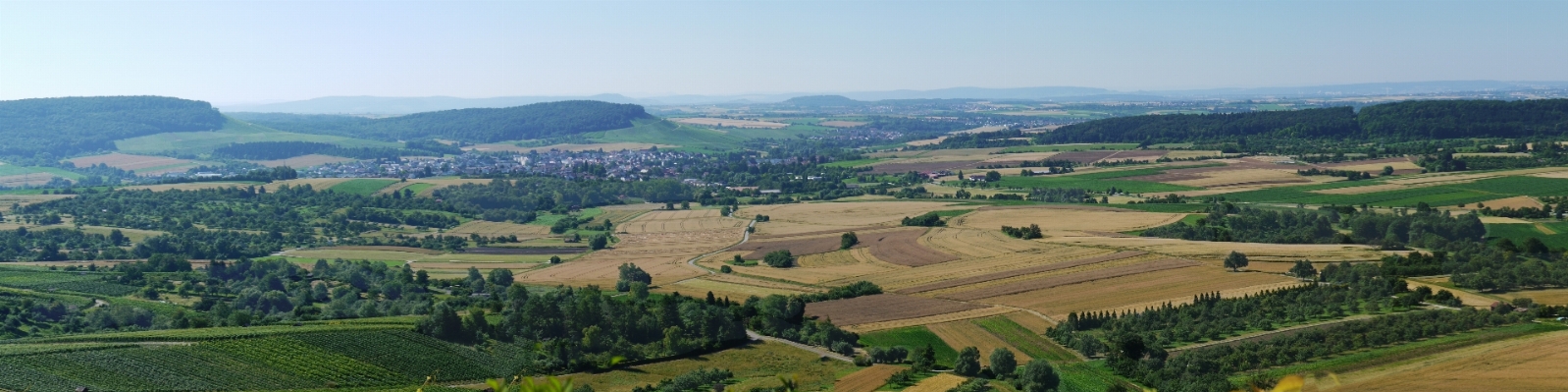 Landscape horizon wine field Photo