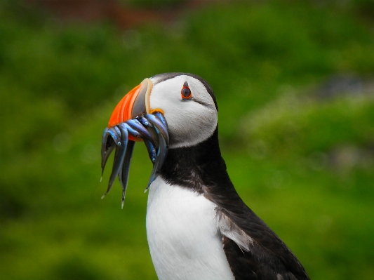 自然 鳥 動物 海鳥
 写真