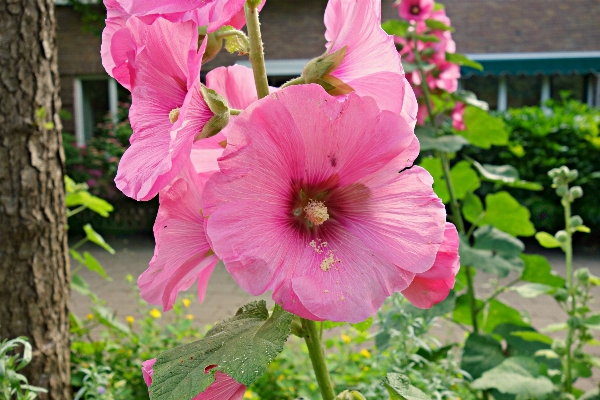 Blossom plant flower petal Photo