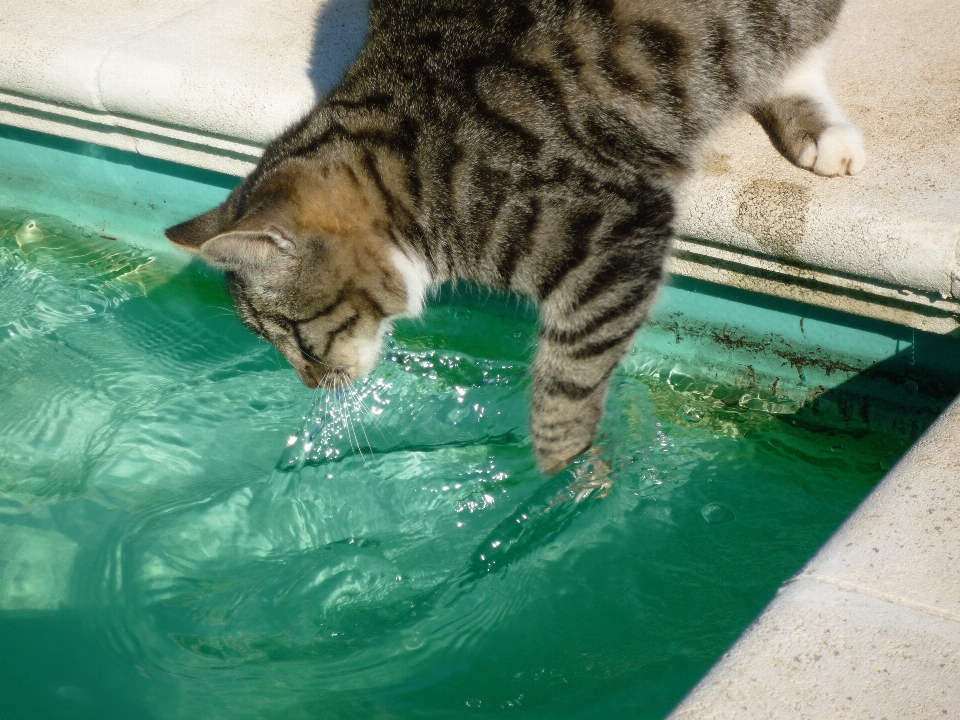 水 可爱的 宠物 小猫