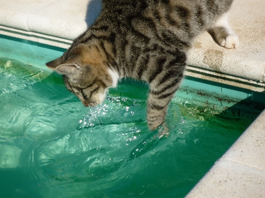 Foto Acqua carino animale domestico gattino