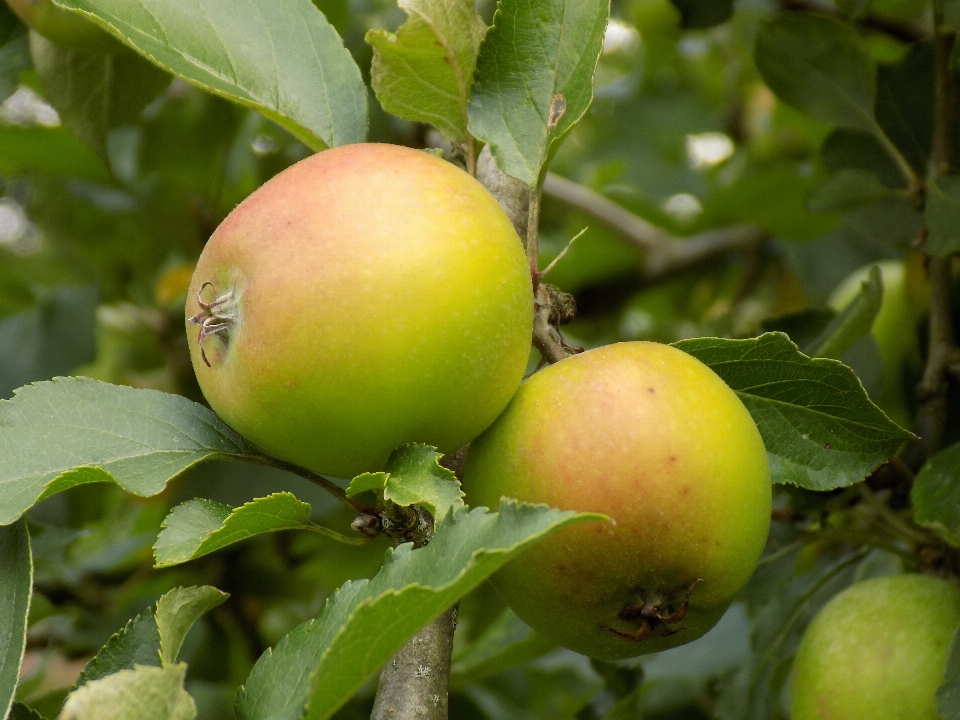 Apple baum natur zweig