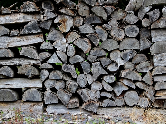 Tree rock wood texture Photo