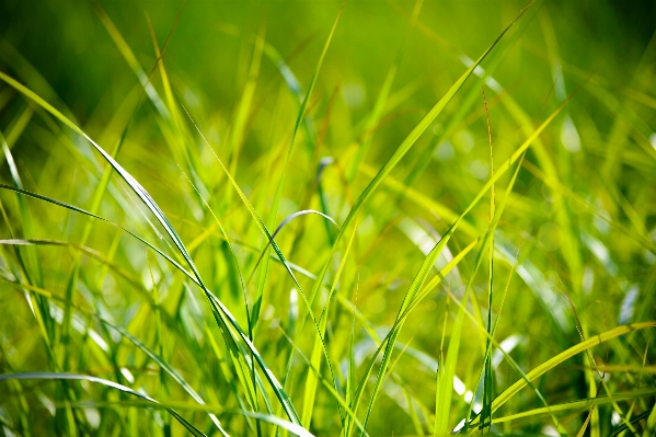 Nature grass dew light Photo