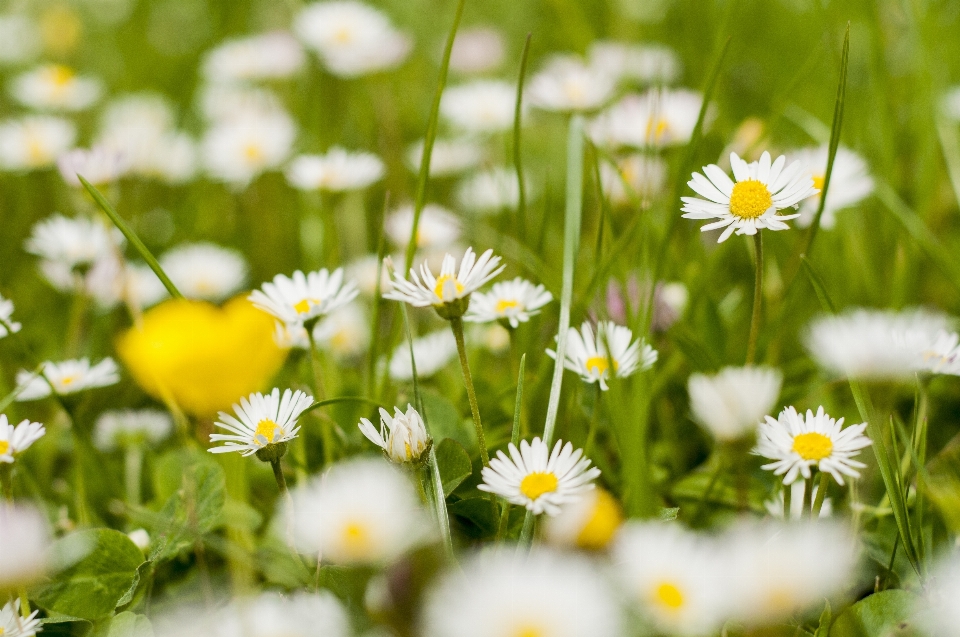 Nature grass plant white