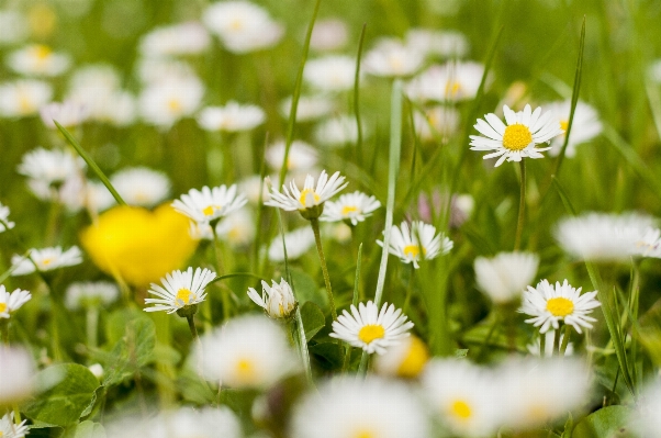 Nature grass plant white Photo