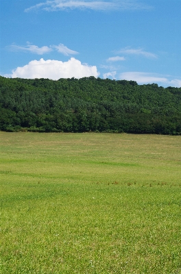 Landscape tree nature forest Photo