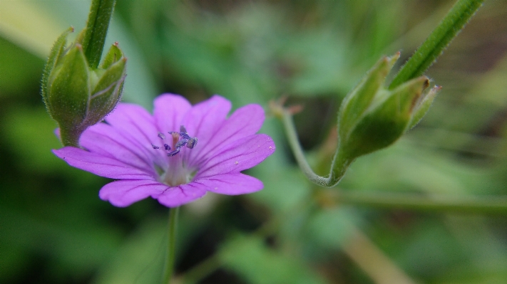 Natur blüte anlage wiese
 Foto