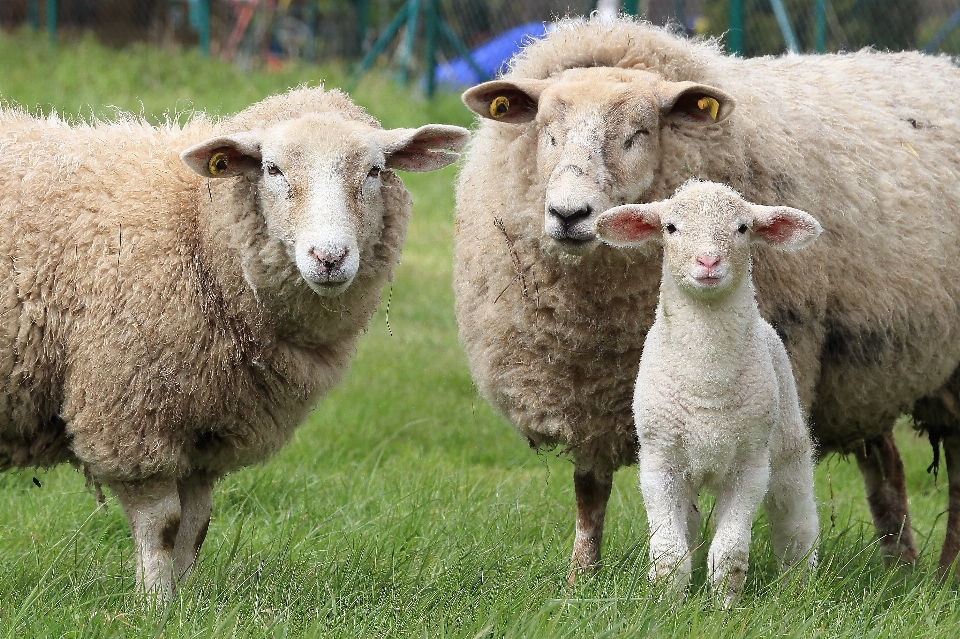 Herd pasture grazing sheep