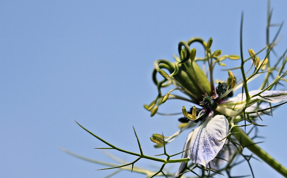 Zweig blüte anlage himmel