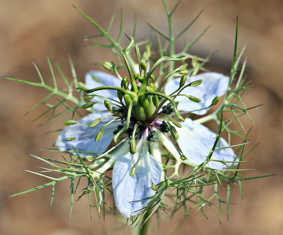 Filial florescer plantar flor