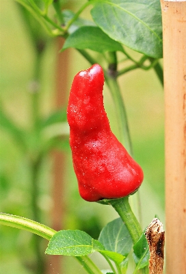 自然 sharp 植物 フルーツ 写真