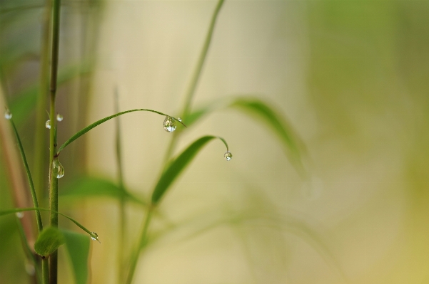 Water nature grass branch Photo