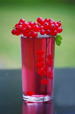 Plant raspberry fruit berry Photo