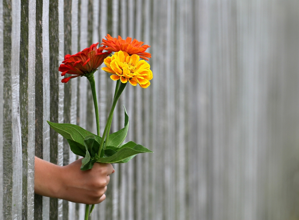 Hand fence plant flower