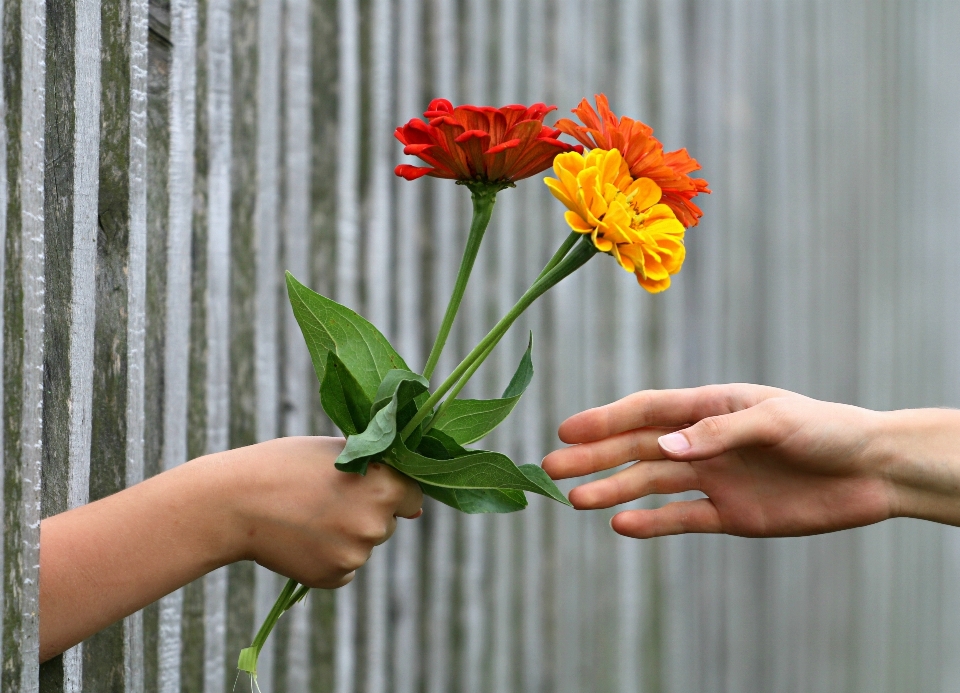 Mano cerca planta flor