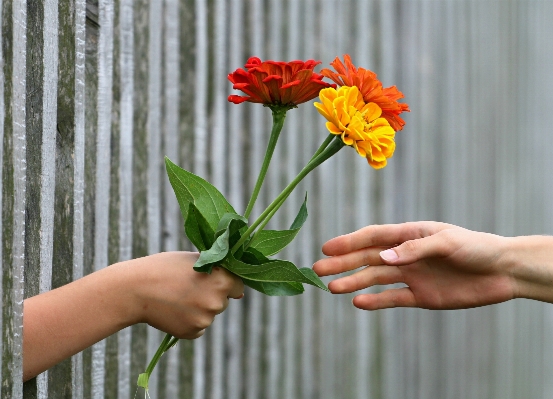 Hand fence plant flower Photo