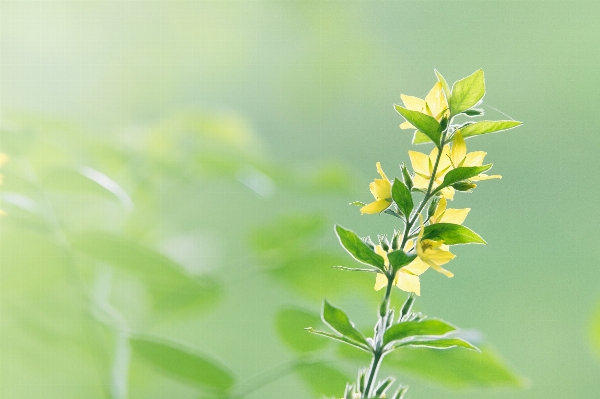 木 自然 草 ブランチ 写真