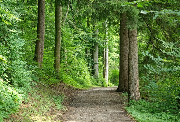 Tree nature forest hiking Photo