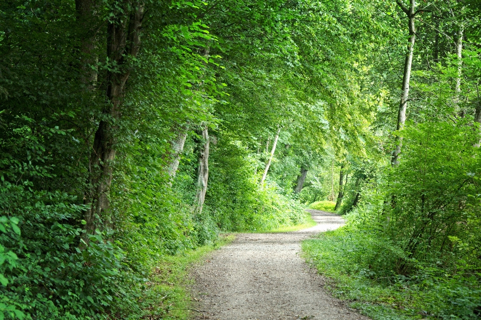 Tree nature forest hiking