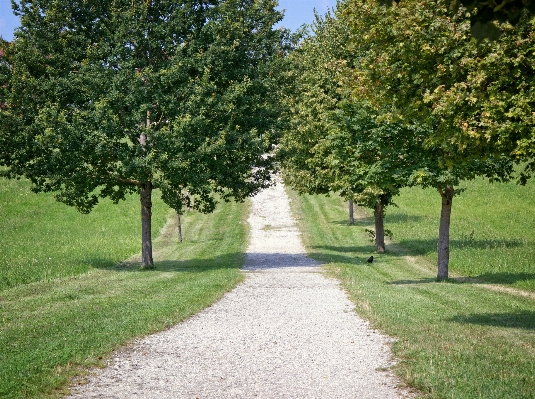 Tree nature plant hiking Photo