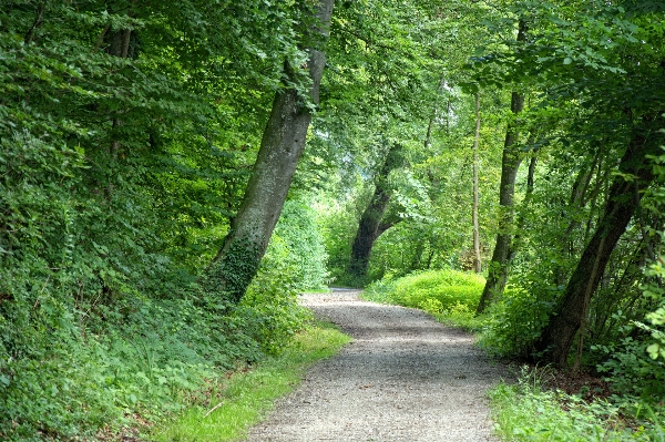 Tree nature forest hiking Photo