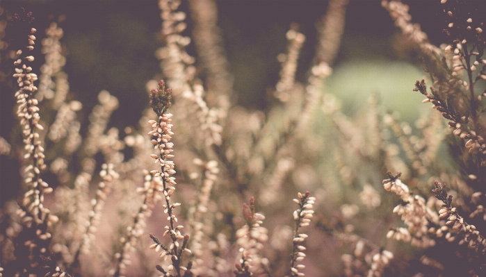 Tree nature grass branch Photo