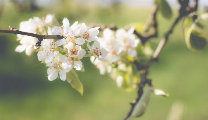 Tree nature branch blossom Photo