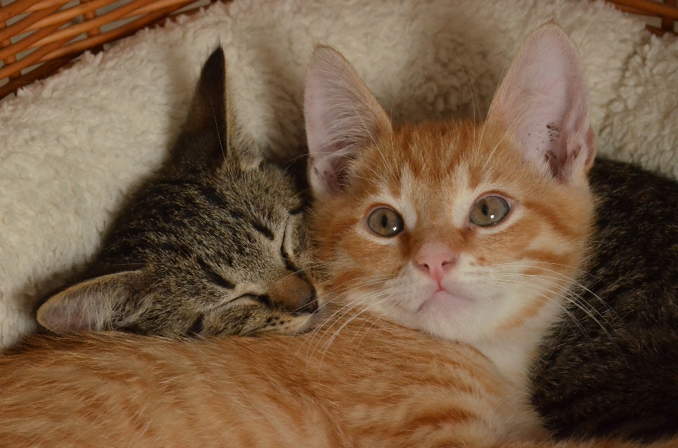 Pet young red kitten