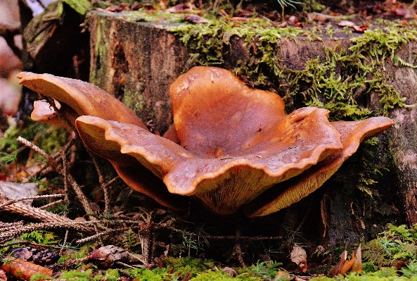 Tree nature forest leaf Photo