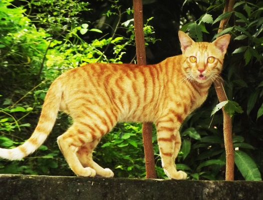 猫 哺乳類 fauna 脊椎動物
 写真