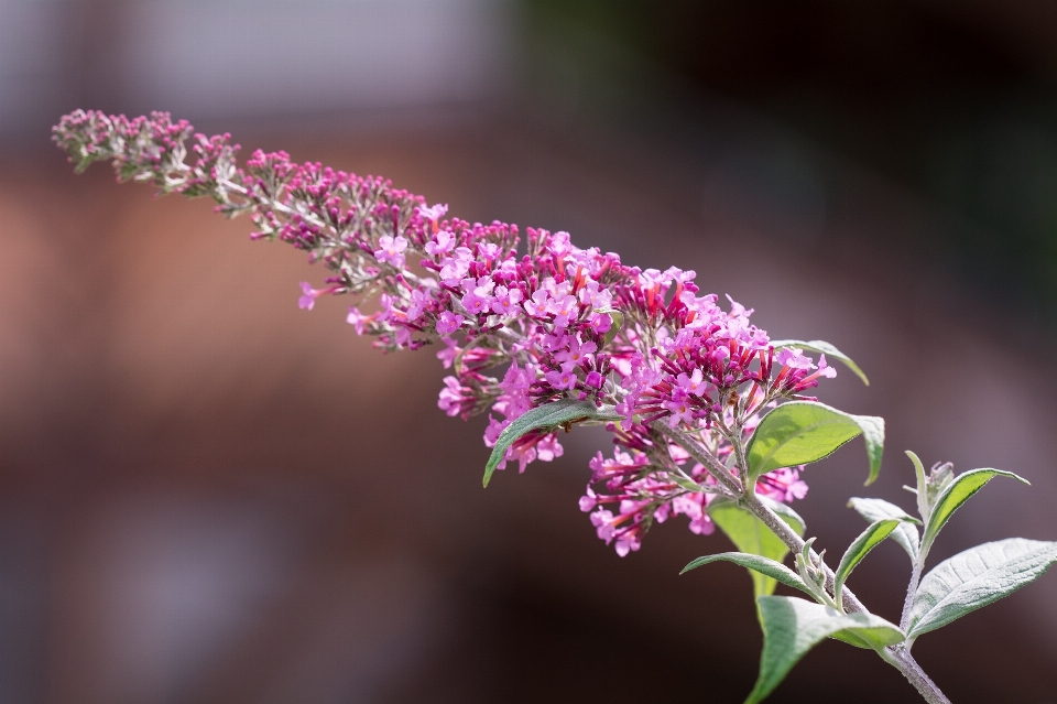 Nature branch blossom plant