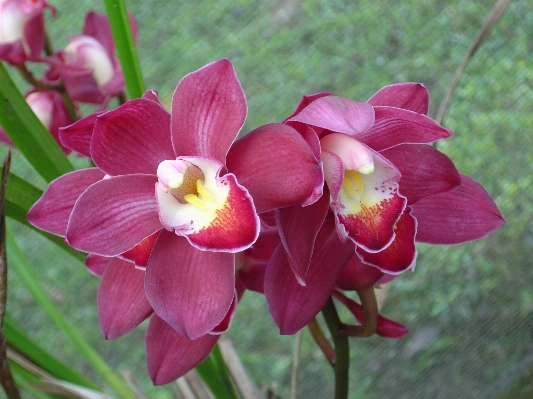 Nature plant flower petal Photo