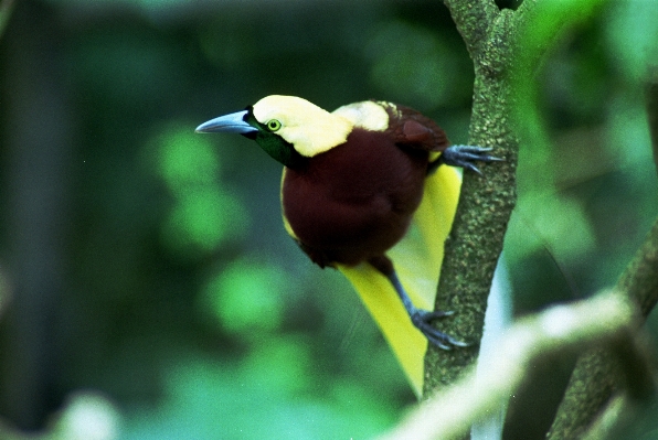 Nature branch bird white Photo