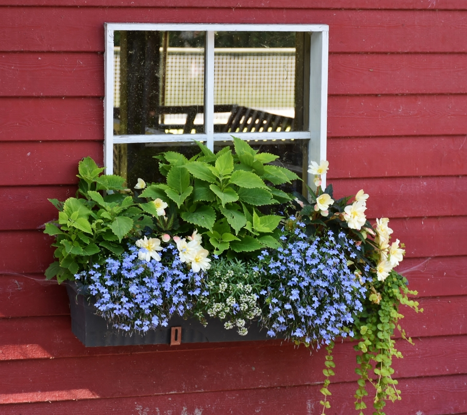 Usine fleur fenêtre balcon