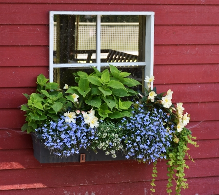 Plant flower window balcony Photo